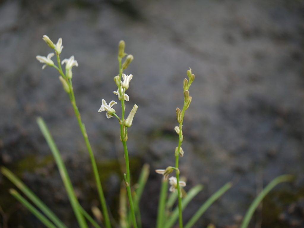 Dipcadi saxorum, Maharashtra, IN