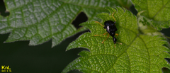 Phymatapoderus flavimanus
