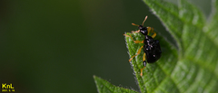 Phymatapoderus flavimanus