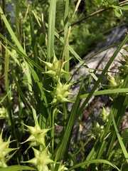 Carex intumescens