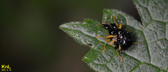 Phymatapoderus flavimanus