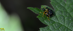 Phymatapoderus flavimanus