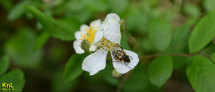 Lasiotrichius succinctus