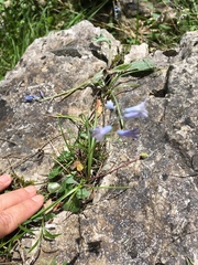 Brimeura amethystina