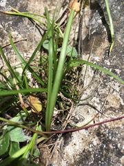 Brimeura amethystina