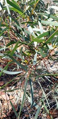 Eucalyptus polybractea