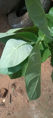 Calotropis procera image