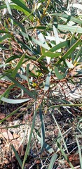 Eucalyptus polybractea