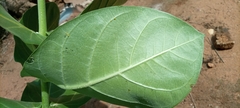 Calotropis procera image