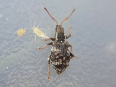 Oedecnemidius varius