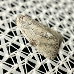 Barasa cymatistis