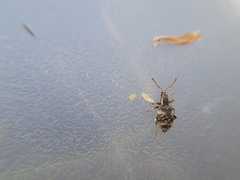 Oedecnemidius varius