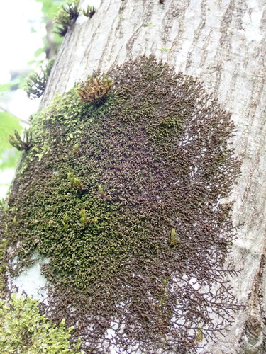 Dilated Scalewort