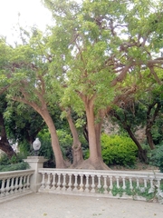 Phytolacca dioica