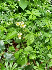 Fragaria vesca