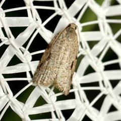 Meritastis piperata