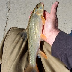 Moxostoma erythrurum