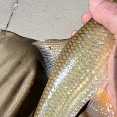 Moxostoma erythrurum