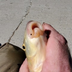 Moxostoma erythrurum