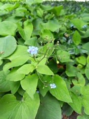 Brunnera macrophylla