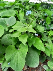 Brunnera macrophylla