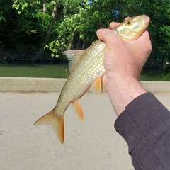 Moxostoma erythrurum