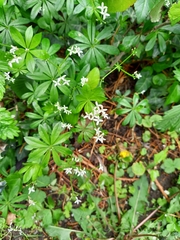 Galium odoratum