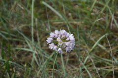 Allium roseum