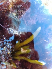 Stephanocystis