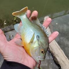 Lepomis auritus