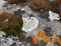 Lecanora valesiaca