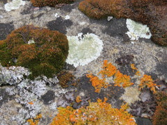 Lecanora valesiaca