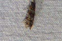 Tineidae clade b