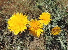 Scolymus grandiflorus