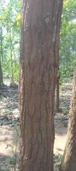 Shorea robusta