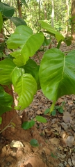 Shorea robusta