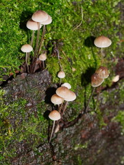 Mycena austrofilopes