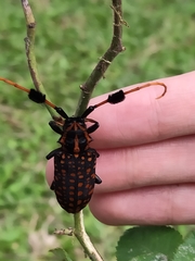 Aristobia approximator