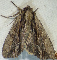 Apamea cariosa