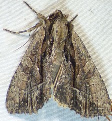 Apamea cariosa