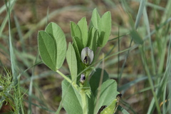 Vicia johannis