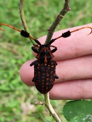 Aristobia approximator