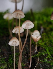 Mycena austrofilopes