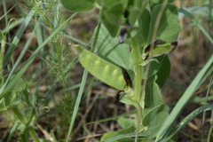 Vicia johannis