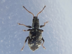 Oedecnemidius varius