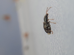 Oedecnemidius varius