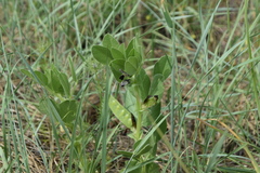 Vicia johannis