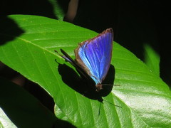 Arhopala micale