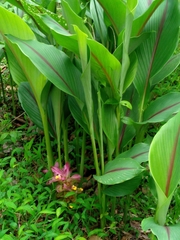 Curcuma aromatica