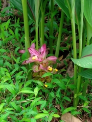 Curcuma aromatica